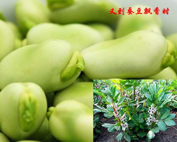 又到蚕豆飘香时