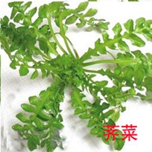 荠菜长在老家田埂上的野菜